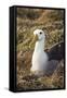 Waved Albatross (Phoebastria Irrorata), Hispanola Island, Galapagos, Ecuador, South America-G and M Therin-Weise-Framed Stretched Canvas