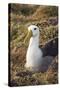 Waved Albatross (Phoebastria Irrorata), Hispanola Island, Galapagos, Ecuador, South America-G and M Therin-Weise-Stretched Canvas