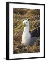 Waved Albatross (Phoebastria Irrorata), Hispanola Island, Galapagos, Ecuador, South America-G and M Therin-Weise-Framed Photographic Print