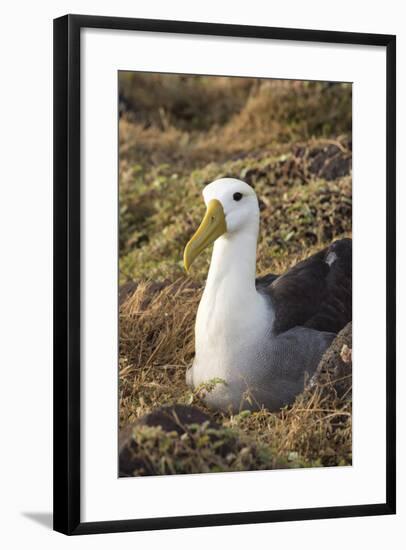 Waved Albatross (Phoebastria Irrorata), Hispanola Island, Galapagos, Ecuador, South America-G and M Therin-Weise-Framed Photographic Print