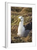 Waved Albatross (Phoebastria Irrorata), Hispanola Island, Galapagos, Ecuador, South America-G and M Therin-Weise-Framed Photographic Print