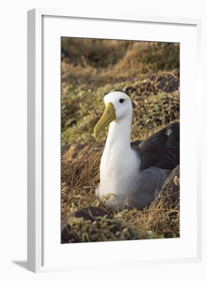 Waved Albatross (Phoebastria Irrorata), Hispanola Island, Galapagos, Ecuador, South America-G and M Therin-Weise-Framed Photographic Print