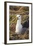 Waved Albatross (Phoebastria Irrorata), Hispanola Island, Galapagos, Ecuador, South America-G and M Therin-Weise-Framed Photographic Print