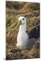 Waved Albatross (Phoebastria Irrorata), Hispanola Island, Galapagos, Ecuador, South America-G and M Therin-Weise-Mounted Photographic Print