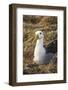 Waved Albatross (Phoebastria Irrorata), Hispanola Island, Galapagos, Ecuador, South America-G and M Therin-Weise-Framed Photographic Print