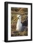 Waved Albatross (Phoebastria Irrorata), Hispanola Island, Galapagos, Ecuador, South America-G and M Therin-Weise-Framed Photographic Print