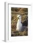 Waved Albatross (Phoebastria Irrorata), Hispanola Island, Galapagos, Ecuador, South America-G and M Therin-Weise-Framed Photographic Print