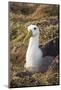 Waved Albatross (Phoebastria Irrorata), Hispanola Island, Galapagos, Ecuador, South America-G and M Therin-Weise-Mounted Photographic Print