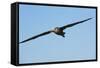 Waved Albatross (Phoebastria Irrorata) in Flight-G and M Therin-Weise-Framed Stretched Canvas