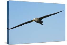 Waved Albatross (Phoebastria Irrorata) in Flight-G and M Therin-Weise-Stretched Canvas