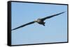 Waved Albatross (Phoebastria Irrorata) in Flight-G and M Therin-Weise-Framed Stretched Canvas