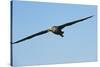 Waved Albatross (Phoebastria Irrorata) in Flight-G and M Therin-Weise-Stretched Canvas