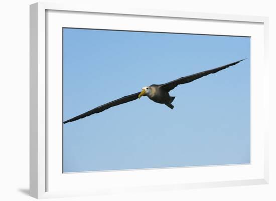 Waved Albatross (Phoebastria Irrorata) in Flight-G and M Therin-Weise-Framed Photographic Print