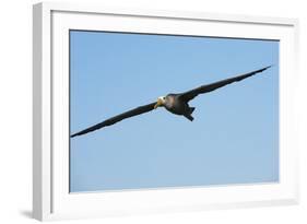 Waved Albatross (Phoebastria Irrorata) in Flight-G and M Therin-Weise-Framed Photographic Print