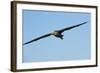 Waved Albatross (Phoebastria Irrorata) in Flight-G and M Therin-Weise-Framed Photographic Print