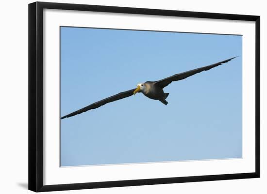 Waved Albatross (Phoebastria Irrorata) in Flight-G and M Therin-Weise-Framed Photographic Print