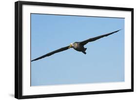 Waved Albatross (Phoebastria Irrorata) in Flight-G and M Therin-Weise-Framed Photographic Print