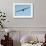 Waved Albatross (Phoebastria Irrorata) in Flight-G and M Therin-Weise-Framed Photographic Print displayed on a wall