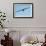 Waved Albatross (Phoebastria Irrorata) in Flight-G and M Therin-Weise-Framed Photographic Print displayed on a wall