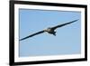 Waved Albatross (Phoebastria Irrorata) in Flight-G and M Therin-Weise-Framed Photographic Print