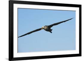 Waved Albatross (Phoebastria Irrorata) in Flight-G and M Therin-Weise-Framed Photographic Print