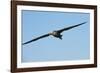 Waved Albatross (Phoebastria Irrorata) in Flight-G and M Therin-Weise-Framed Photographic Print