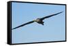 Waved Albatross (Phoebastria Irrorata) in Flight-G and M Therin-Weise-Framed Stretched Canvas