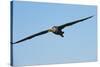 Waved Albatross (Phoebastria Irrorata) in Flight-G and M Therin-Weise-Stretched Canvas