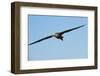 Waved Albatross (Phoebastria Irrorata) in Flight-G and M Therin-Weise-Framed Photographic Print