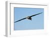 Waved Albatross (Phoebastria Irrorata) in Flight-G and M Therin-Weise-Framed Photographic Print