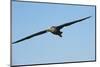 Waved Albatross (Phoebastria Irrorata) in Flight-G and M Therin-Weise-Mounted Photographic Print