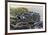 Waved Albatross (Phoebastria Irrorata)-G and M Therin-Weise-Framed Photographic Print