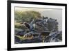 Waved Albatross (Phoebastria Irrorata)-G and M Therin-Weise-Framed Photographic Print