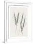 Wavering Wheat - Group-Hilary Armstrong-Framed Limited Edition