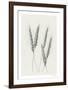 Wavering Wheat - Group-Hilary Armstrong-Framed Limited Edition