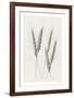 Wavering Wheat - Group-Hilary Armstrong-Framed Limited Edition