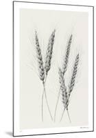 Wavering Wheat - Group-Hilary Armstrong-Mounted Limited Edition