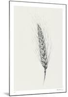 Wavering Wheat - Single-Hilary Armstrong-Mounted Limited Edition