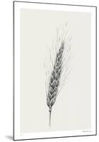 Wavering Wheat - Solo-Hilary Armstrong-Mounted Limited Edition