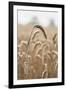 Wavering Wheat-Alan Copson-Framed Giclee Print