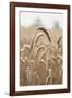 Wavering Wheat-Alan Copson-Framed Giclee Print