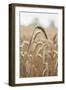 Wavering Wheat-Alan Copson-Framed Giclee Print