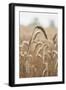 Wavering Wheat-Alan Copson-Framed Giclee Print