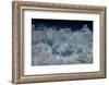 Waves foaming and bubbling when they hammer the sandy beach at Sunset Beach.-Tom Norring-Framed Photographic Print