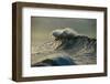 Waves in the Pacific Ocean at Dusk, San Pedro, Los Angeles, California, USA-null-Framed Photographic Print