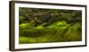 Waves of Rice - the Dragon's Backbone-Max Witjes-Framed Photographic Print