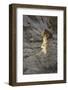 Waweap Hoodoos, Arizona, USA, Sunrise-John Ford-Framed Photographic Print