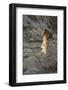 Waweap Hoodoos, Arizona, USA, Sunrise-John Ford-Framed Photographic Print