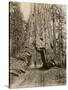 Wawona, a Giant Sequoia in Yosemite's Mariposa Grove, California, Circa 1890-null-Stretched Canvas