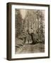 Wawona, a Giant Sequoia in Yosemite's Mariposa Grove, California, Circa 1890-null-Framed Giclee Print